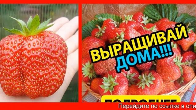 Домашняя ягодница «кладовая природы» реальные отзывы смотреть онлайн