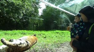 Париж День 6 едем в зоопарк Динозур сафари на машине к животным Zoo in Paris