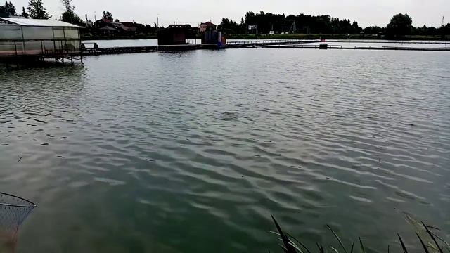 Не дорос до Осетра! смотреть онлайн