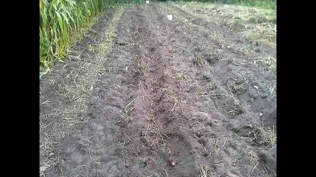 Копаем картофель мотоблоком (сказание о мотоблоке, картошке, хрене и коте :))