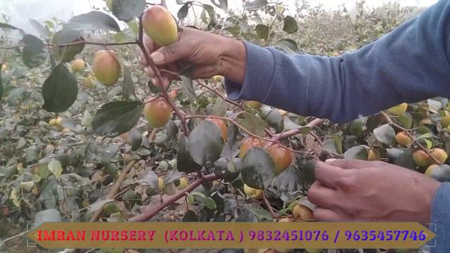 Plant this tree and make a lot of income | इस पेड़ को लगाएं और खूब कमाई करें | Imran Nursery|Kolkat смотреть онлайн