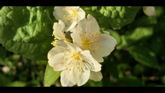 6 июня 2022. Цветут цветы после дождя. Розы. Ирисы. Хосты вдоль дорожек. Собираем грибы.й смотреть онлайн