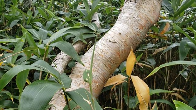 Береза и ... бамбук смотреть онлайн