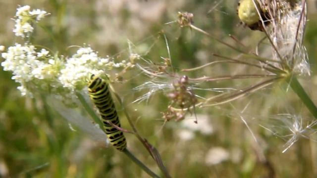 Махаон (лат. Papilio machaon) смотреть онлайн