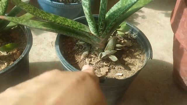 Gasteria plant care/rare succullent смотреть онлайн