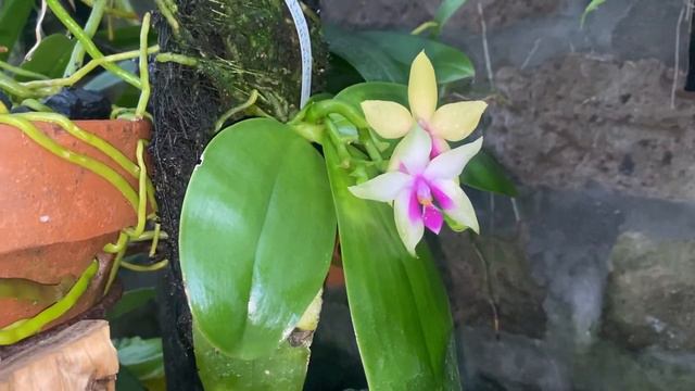 Phalaenopsis Bellina смотреть онлайн