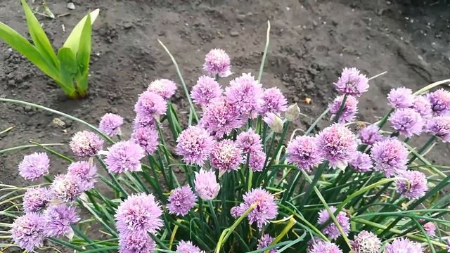 Июнь. Звуки природы. Моя любимая дача. Первая ягода смотреть онлайн