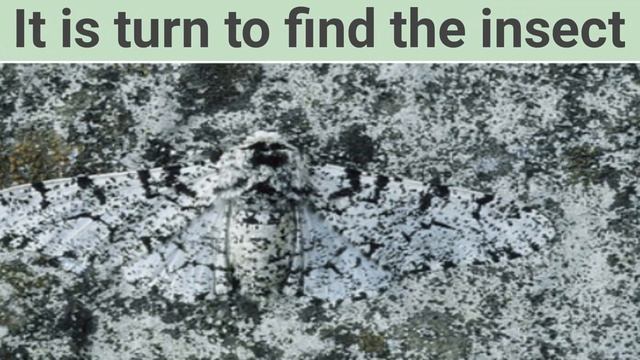 Find The Animal Game : Can You See The Hidden Animals?
