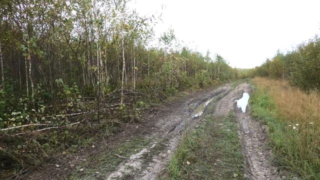 Нагонка гончей по зайцу перед предстоящим сезоном охоты, для чего это делать! смотреть онлайн