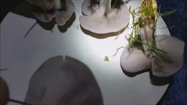 Wood Blewit vs Field Blewits UK ?#blewit #foraging #mushroomhunting смотреть онлайн