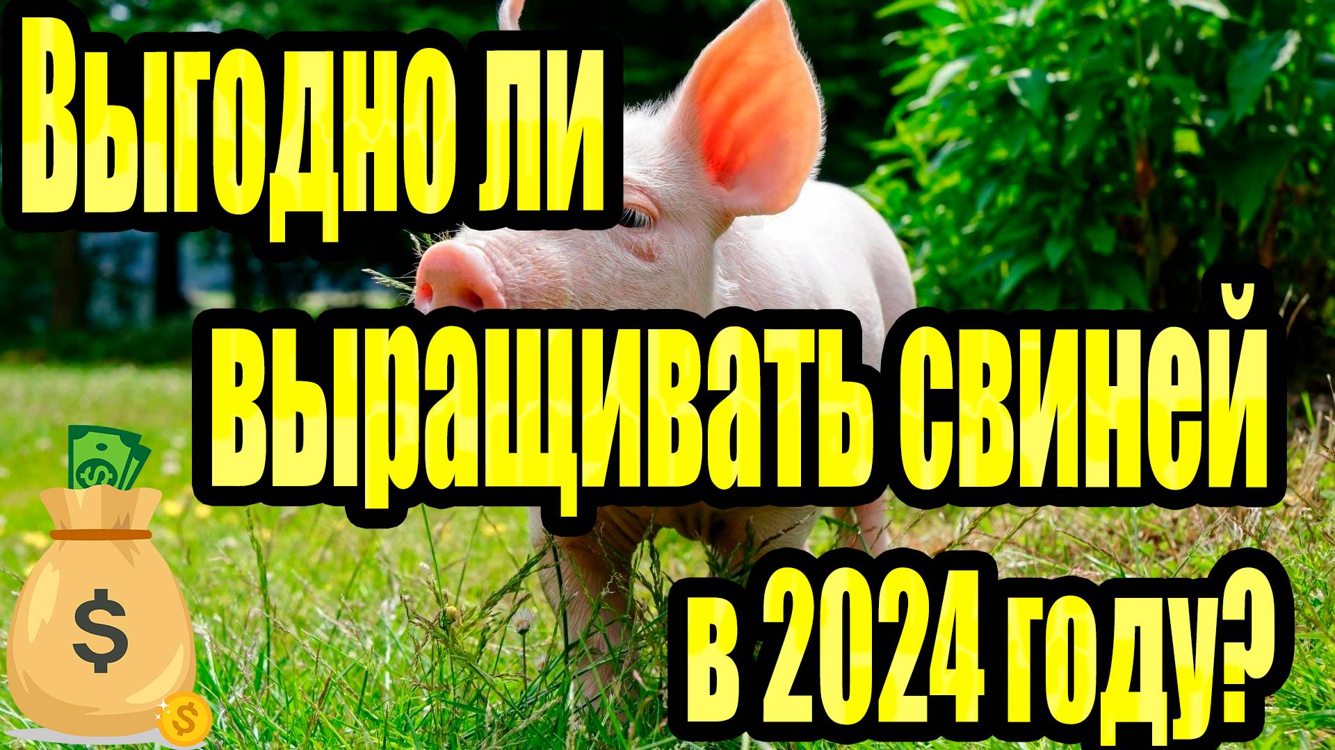 Выгодно ли свиноводство в 2024 году? смотреть онлайн
