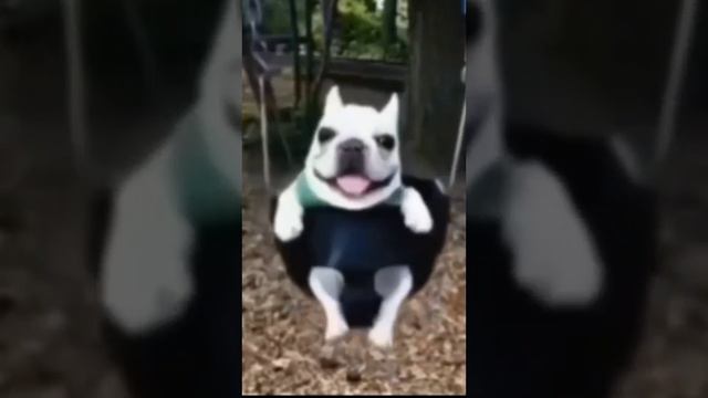 Собака на качелях 10 минут смотреть онлайн