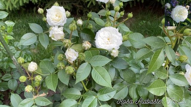 РОЗА АЛАБАСТЕР,  ROSA ALABASTER TANTAU 2007 ФЛОРИБУНДА