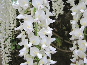 Выращивание ГЛИЦИНИИ из семян