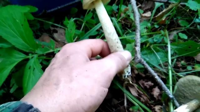 ГРИБЫ 2018. БЕЗ ВАЛЕРИАНКИ НЕ СМОТРЕТЬ !!!) ОГРОМНОЕ КОЛИЧЕСТВО БЕЛЫХ !!!!! смотреть онлайн