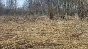 Коп металла, в заброшенной деревни  2023 г.