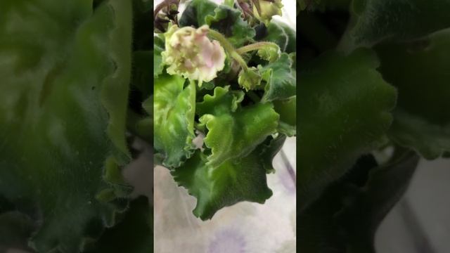 Осенние пересадки фиалок. Как выглядит перекормленная фиалка. смотреть онлайн