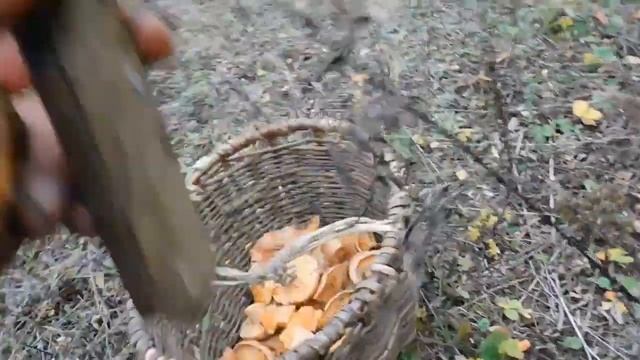 Царские грибы - РЫЖИКИ! Конец ОКТЯБРЯ! смотреть онлайн