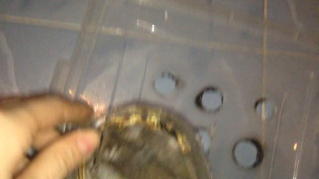 Совсем не страшные драки трех хомяков или много пустого писка в кормушке смотреть онлайн