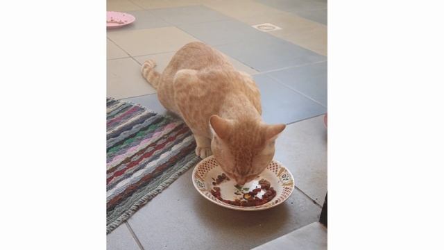 New Cat Ginger is eating and He is full after смотреть онлайн