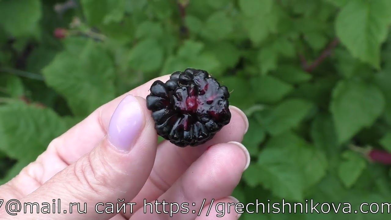 КОЛАМБИЯ ГИАНТ сорт ежевики с гигантской ягодой смотреть онлайн