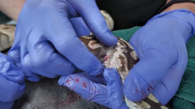 INSANE GIANT BARNACLE FOUND GROWING IN SNAKE?? Oddly Satisfying смотреть онлайн