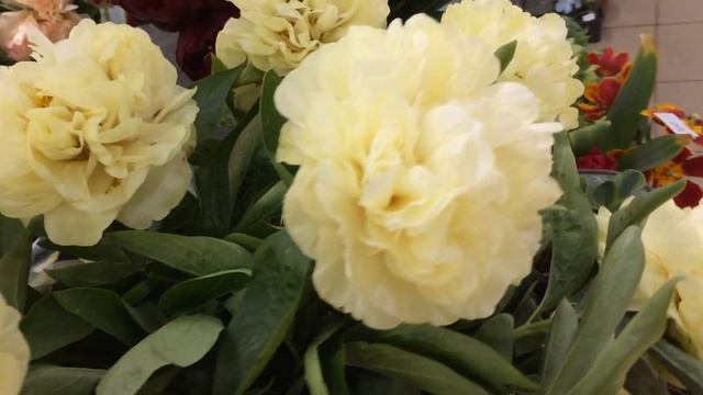 Sunny Boy peony Санни Бой пион смотреть онлайн