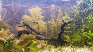 #Нилпа #аквариум #кондиционердляаквариума Метиленовый синий