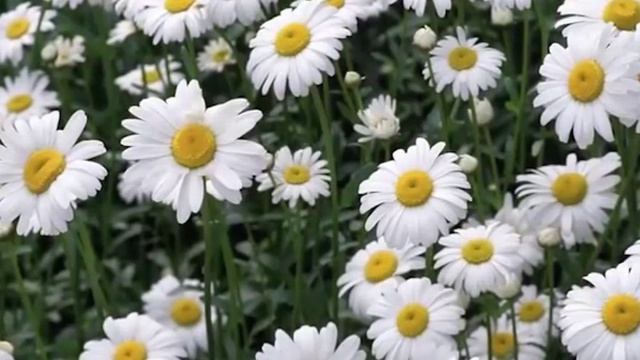 Многолетники в саду. Советы начинающим садоводам. смотреть онлайн