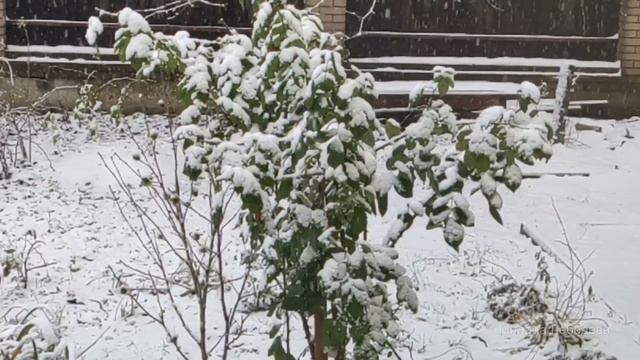 Новогоднее чудо. Аудио рассказ смотреть онлайн