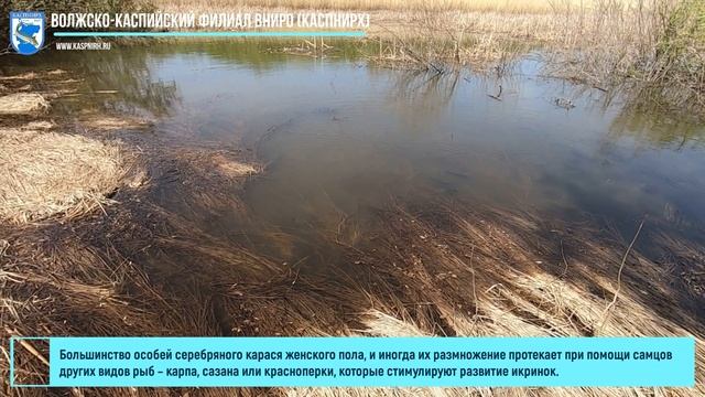 Нерест карася смотреть онлайн