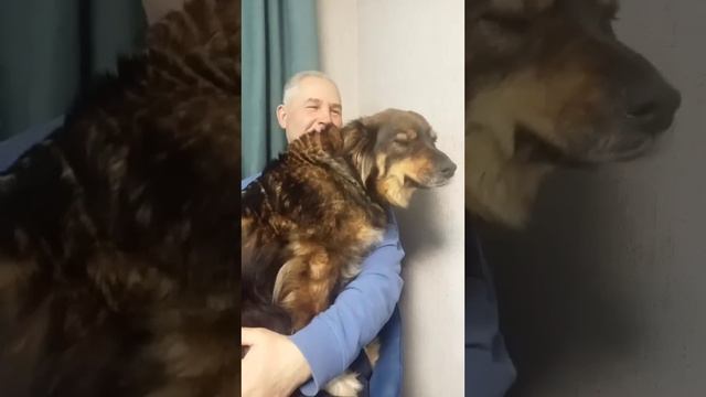 Вечерние обнимашки😊. Неразделенная грусть собаки Тони.
