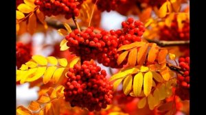 ПРОСТИ  МЕНЯ  БАТЯ...