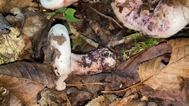 Lactarius controversus (Груздь осиновый), October 15, 2021 смотреть онлайн
