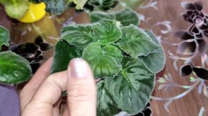 Самые простые причины скручивания листьев у фиалок.