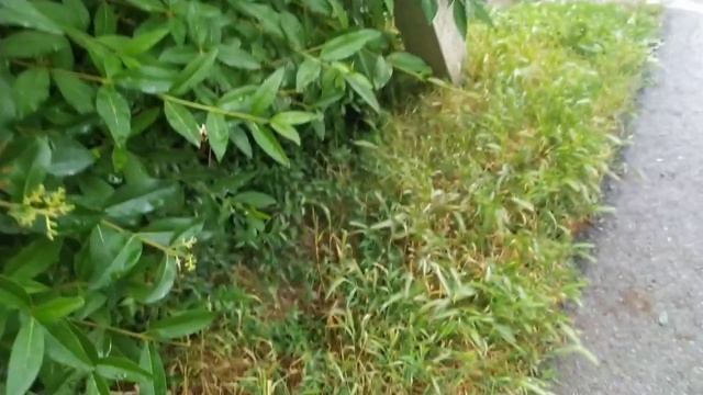 VLOG♥️ Наш магазин на даче. Покупки к чаю. смотреть онлайн