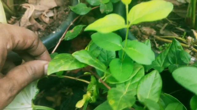 എന്റെ വീട്ടിലെ ചെടിതോട്ടം കാണാം /kochu kochu santhoshangal/gardening смотреть онлайн