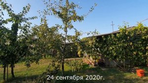 Груша ФЕВРАЛЬСКИЙ СУВЕНИР 2020г.