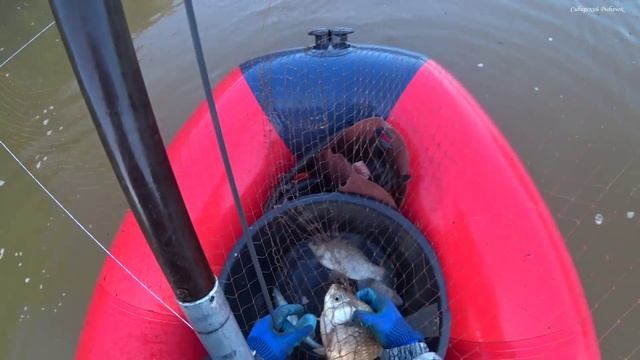 ТУТ РЫБЫ ПОЛНО! УТРЕННЯЯ РЫБАЛКА на ПАУК в ДИКИХ СИБИРСКИХ МЕСТАХ на MIKATSU 9.8 и ANDROMEDA 335 смотреть онлайн