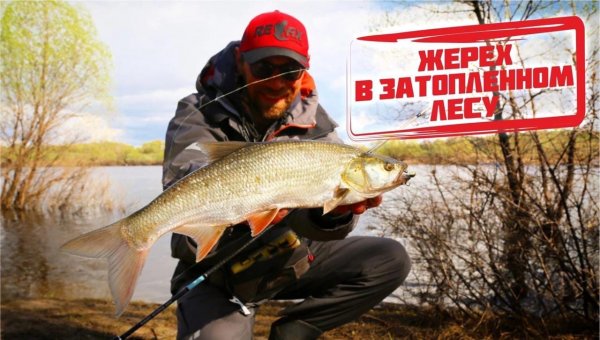 Жерех на стикбейты и уокеры в затопленном лесу.