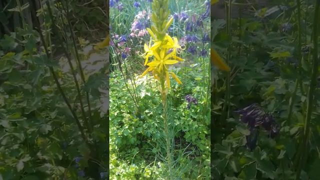 Асфоделина смотреть онлайн