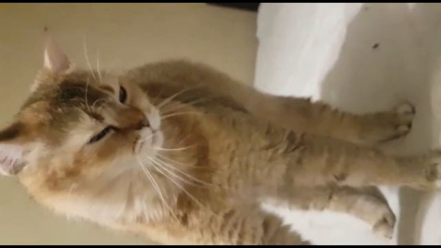 Это всё кошки | Шотландская кошка смотреть онлайн