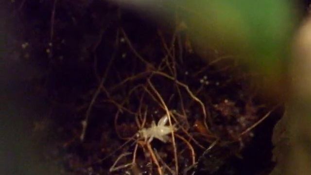 Odontomachus Bauri Vs. Acheta Domesticus #03