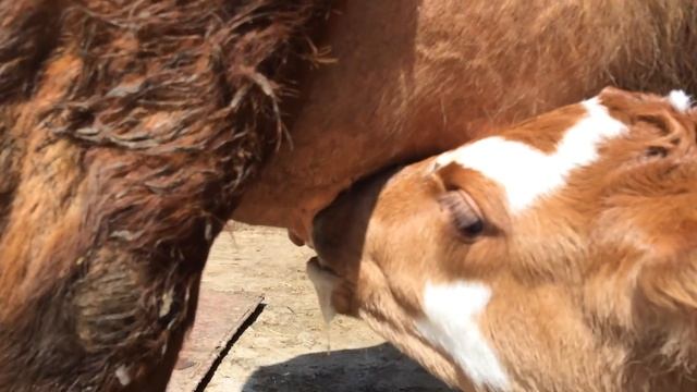 Телёнок смотреть онлайн