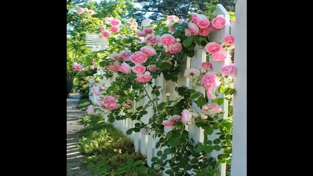 Использование вьющихся растений на даче смотреть онлайн