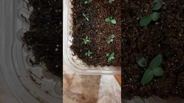 эустома , третья подкормка растюшек ??????? смотреть онлайн