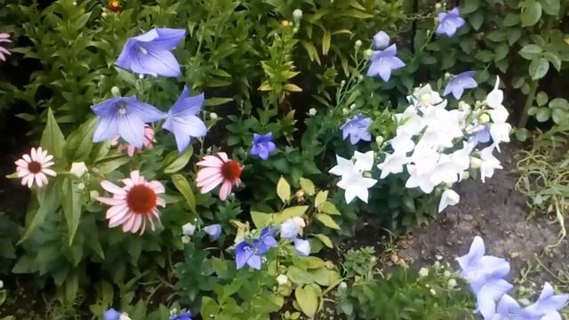 Цветущий сад в июле 2019 Платикодоны, (ширококолокольчик,японский колокольчик)лилии. # платикодоны смотреть онлайн