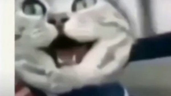 Смеющийся кот.