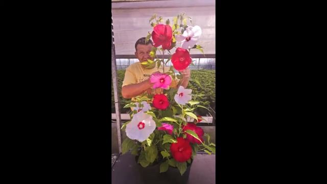 Hardy hibiscus, rose mallow, hibiscus moscheutos.... смотреть онлайн