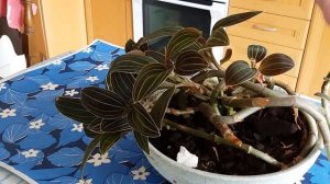 Орхидея Лудизия  (Ludisia).Уход.